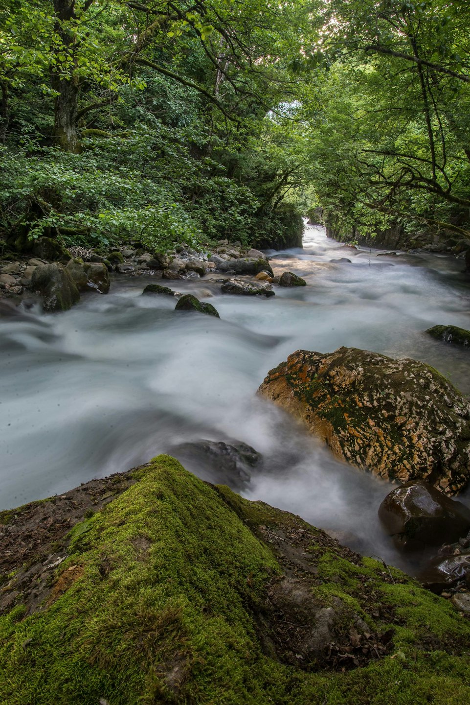 A fast flowing river winds through a lush green forest.