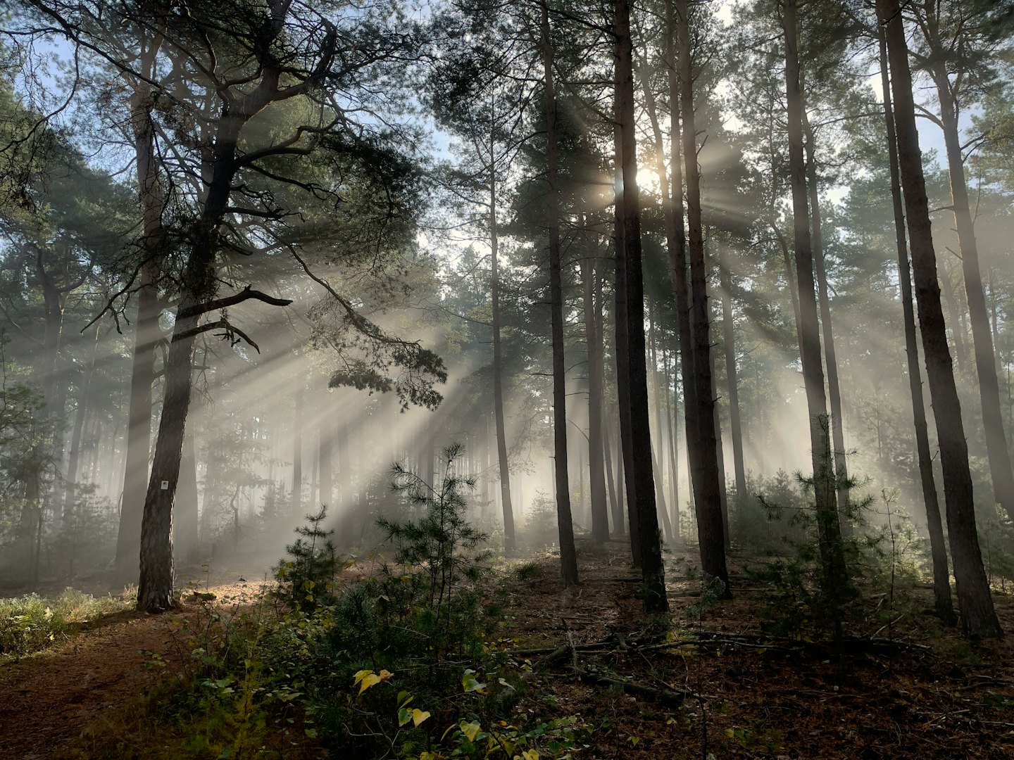 Sunlight beams through mist in a dense pine forest.
